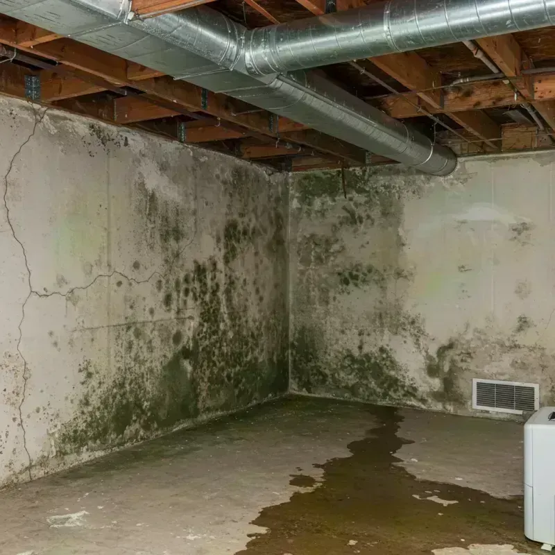 Professional Mold Removal in New Union, TN